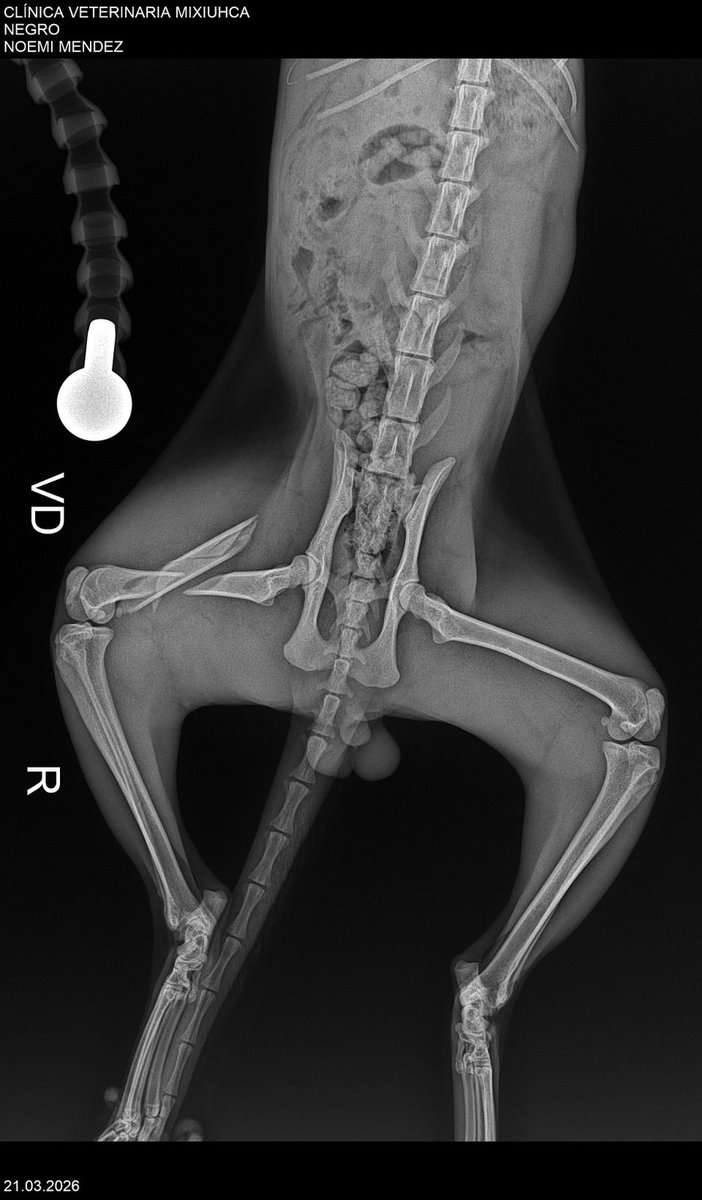 Ari Arciniega tweet media