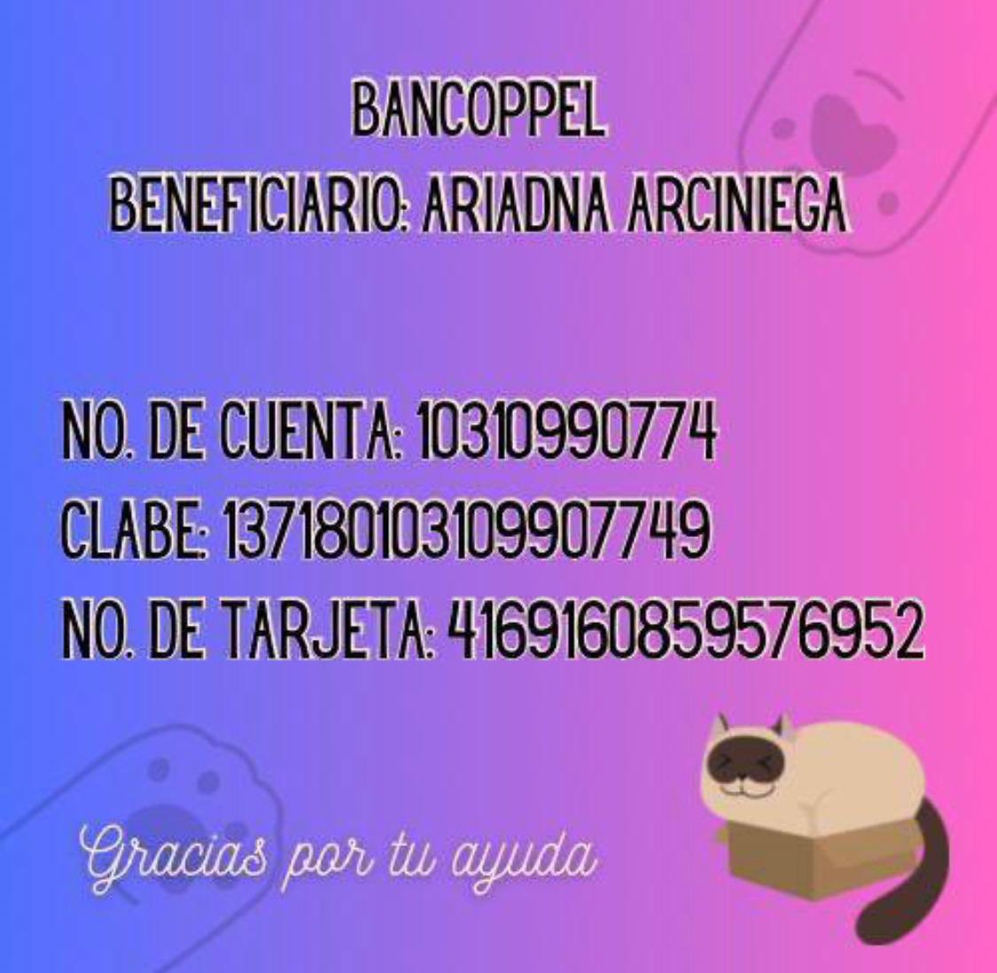 Ari Arciniega tweet media