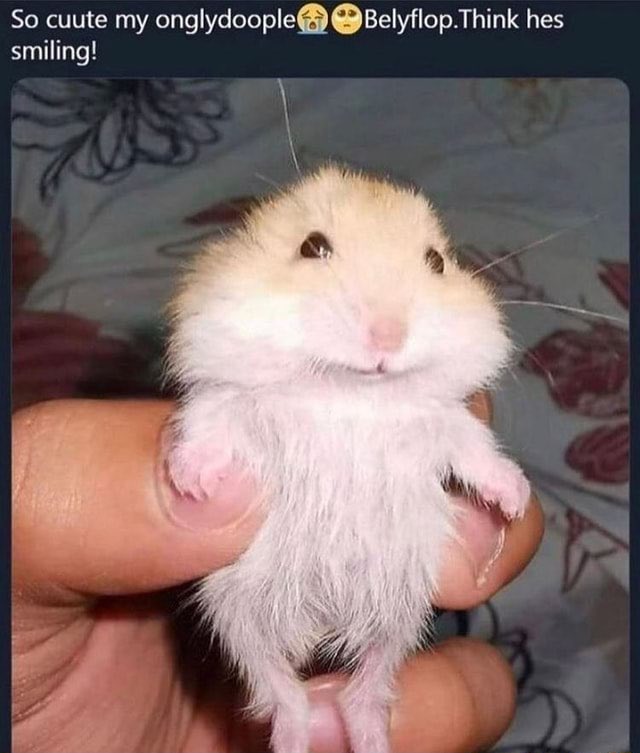 gojo s. kennedy tweet media