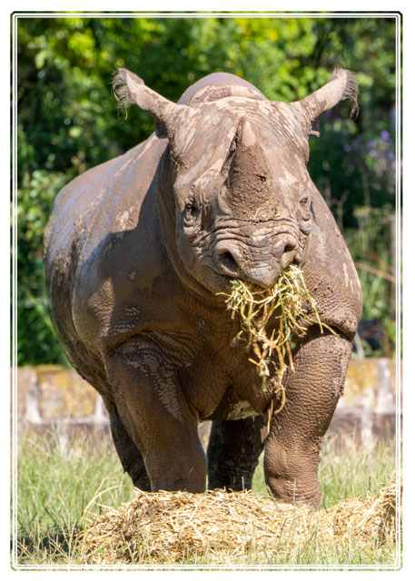 photos_dsmith's tweet image. This #black #Rhino was #teaching her #calf all about the #world. She had clearly noticed we were there, choosing to continue eating. #rhinoceros #endangeredspecies, #conservation #wildlifephotography. For more #images of this #photographer visit darrensmith.org.uk