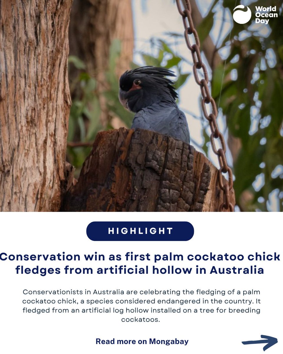 World Ocean Day tweet media