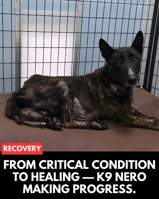 🐾 Update on former K9 Nero…

The photo you’re seeing was taken the day he was rescued—
frail, malnourished, and barely holding on.

But today… there’s hope.

After a recent checkup, vets are seeing real progress.
He’s gaining weight. His fur is coming back. He’s healing.

And