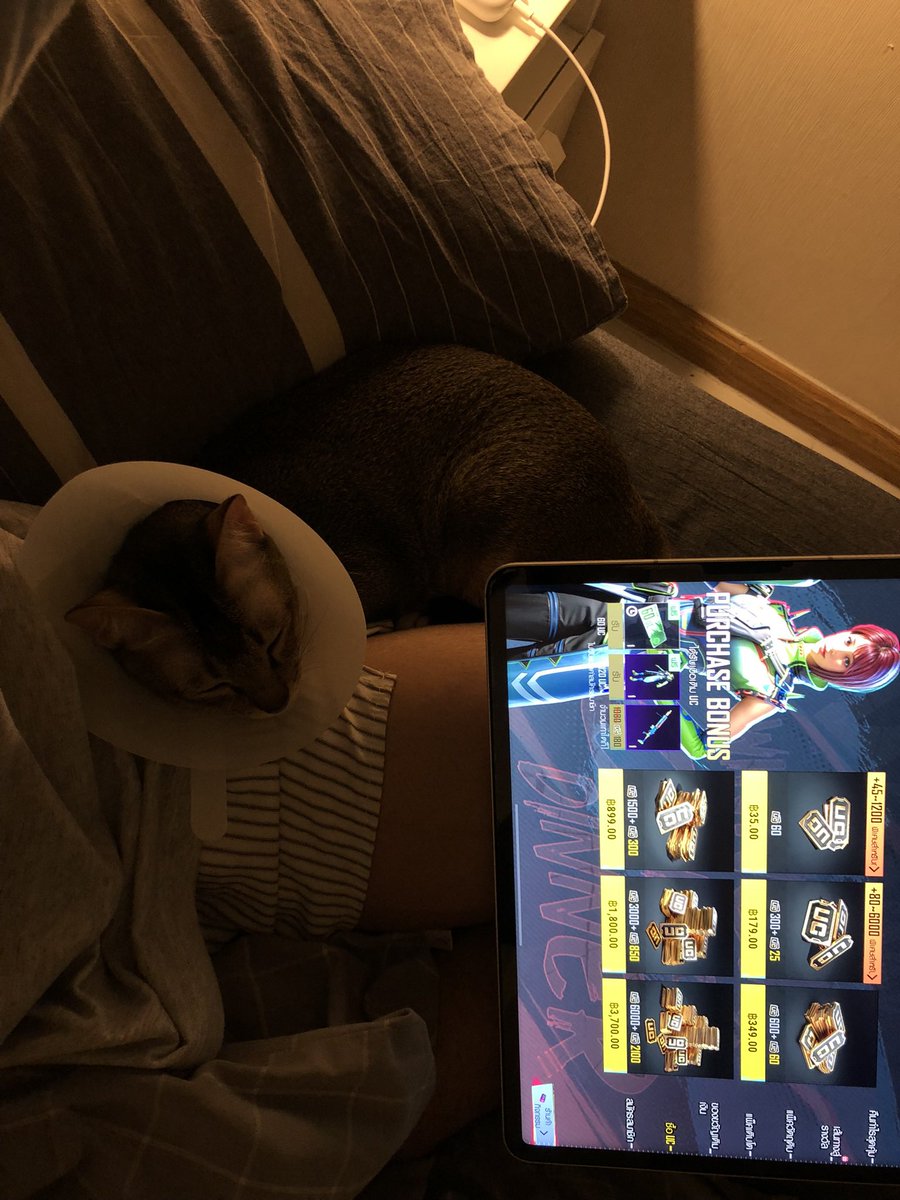 Noahpeas's tweet photo. 👤+🐈+🎮 https://t.co/F1okU3EJXw