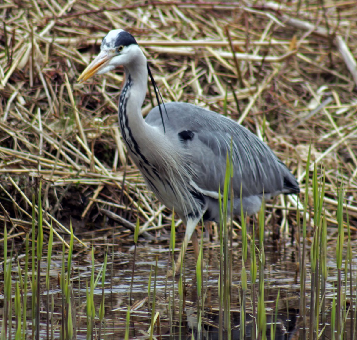 Morvien Lloyd tweet media