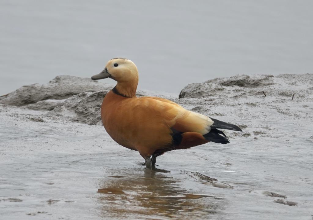 Malcolmroach12's tweet photo. Spike Island ruddy shelduck  on the river https://t.co/JwPKFbo3DD