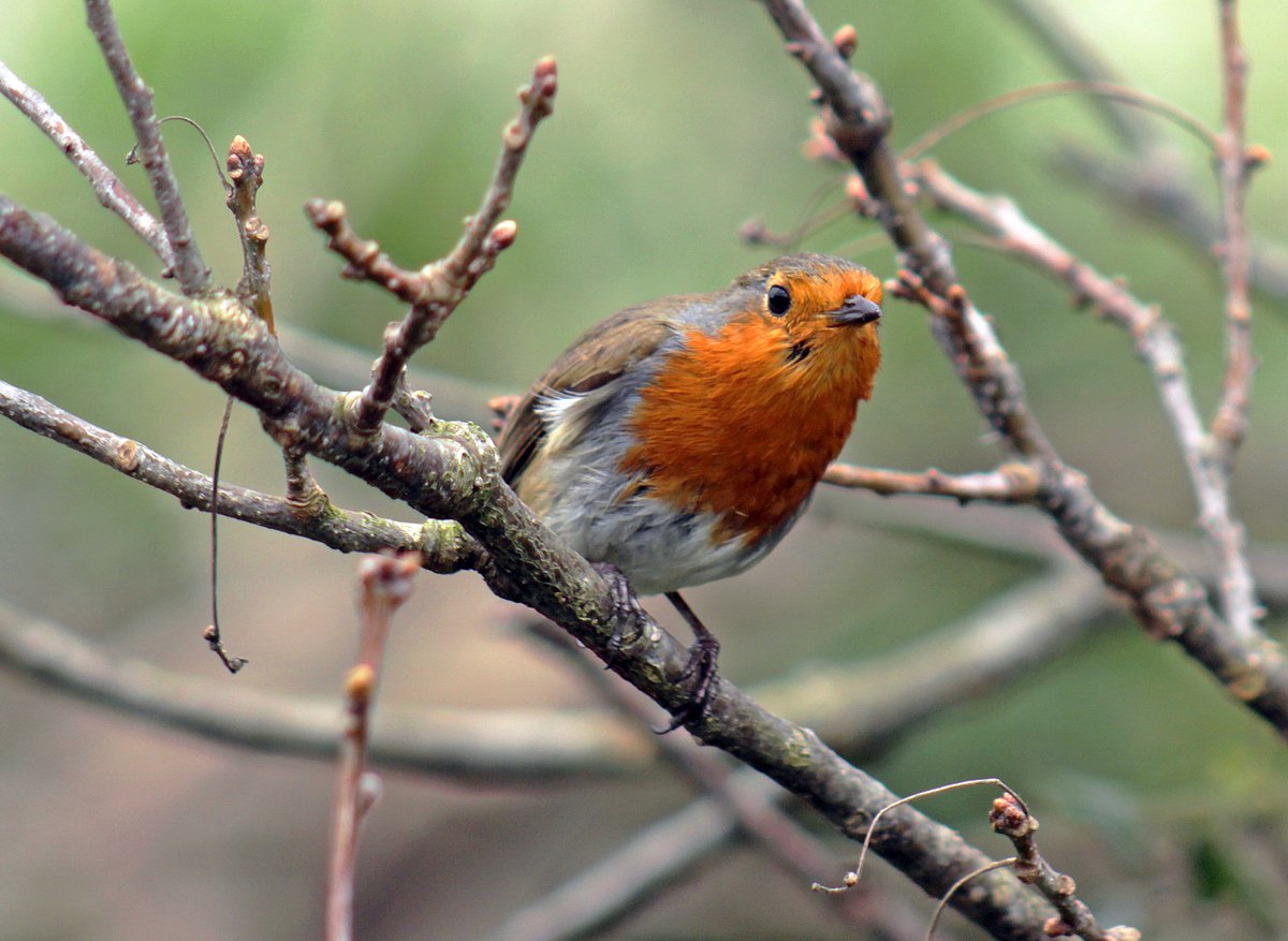 Morvien Lloyd tweet media