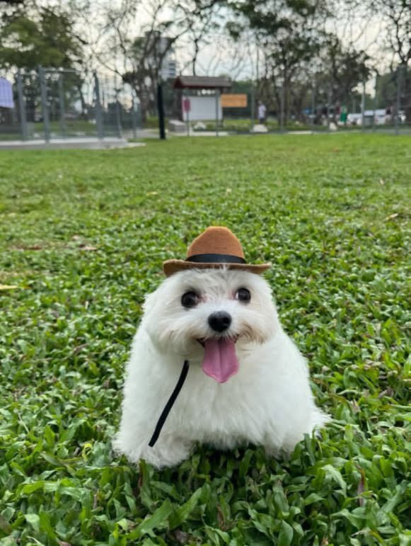 ₊ ✚ bugbug ✚ ₊ tweet media