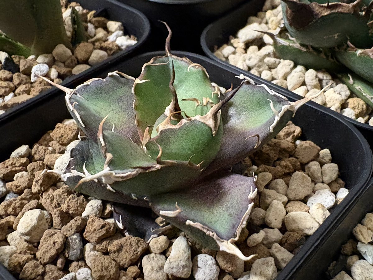 dub le play tweet media