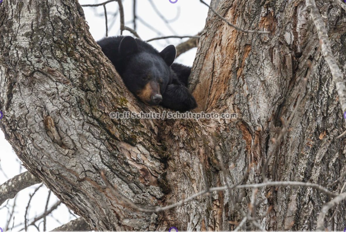 Jeff Schultz tweet media