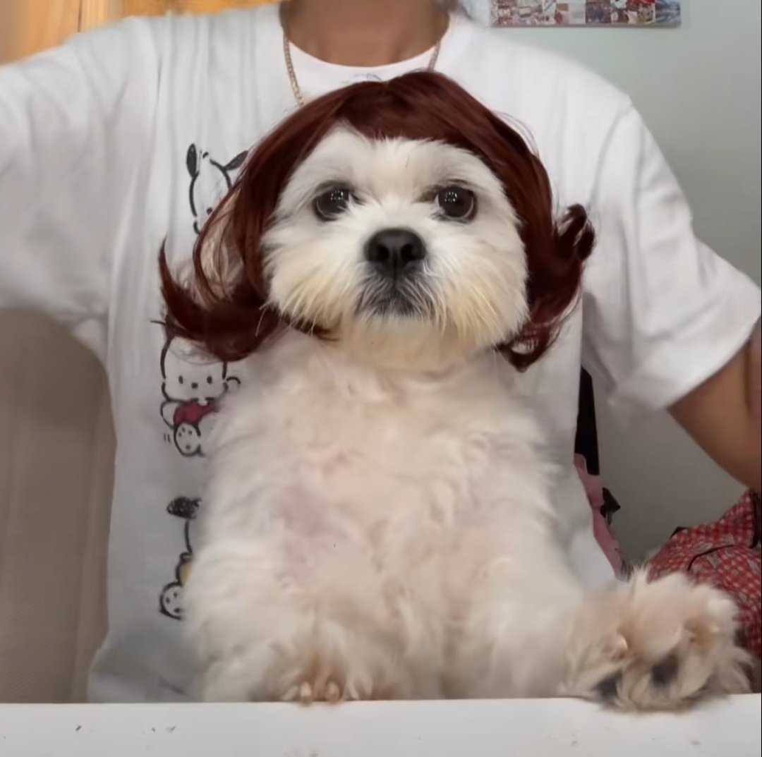 Wiki Lohikäärme ⭐ tweet media