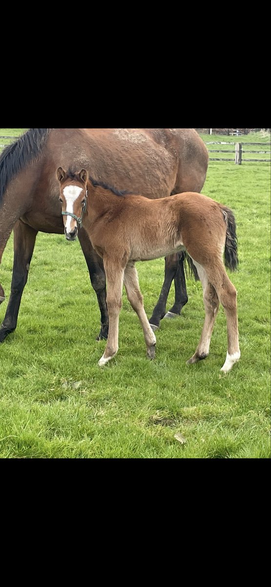 Prospect Stables tweet media