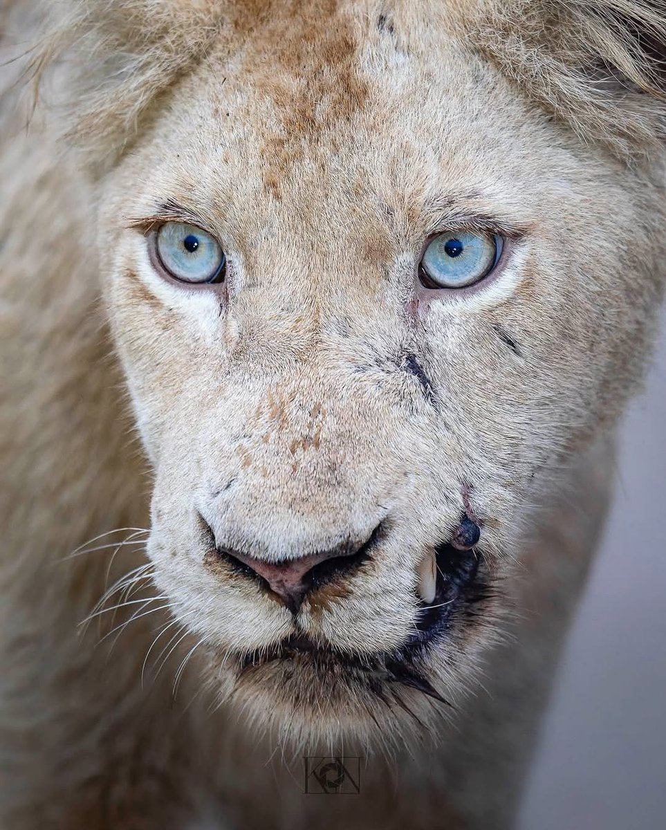 Nature Clips tweet media