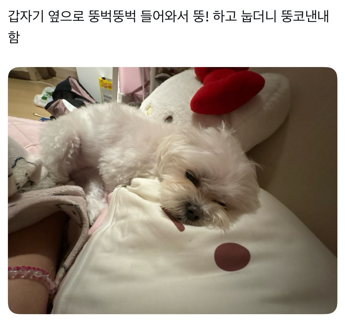 최늘최별 tweet media