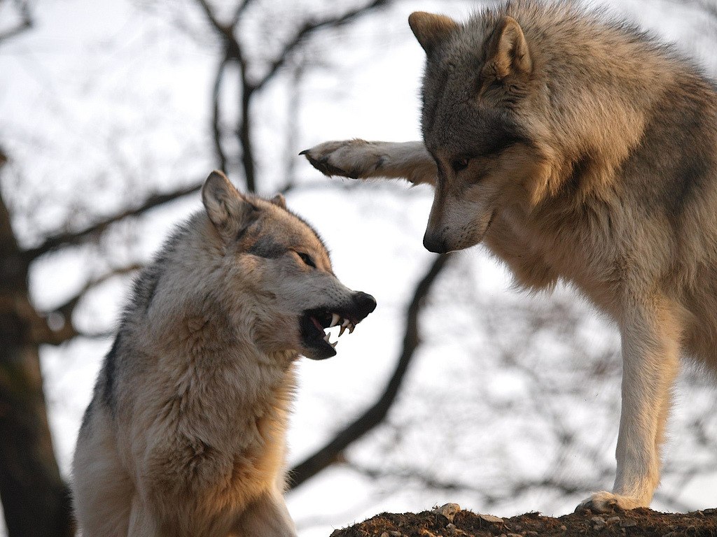 💜 NoonWuff 💜 🔜FWA tweet media