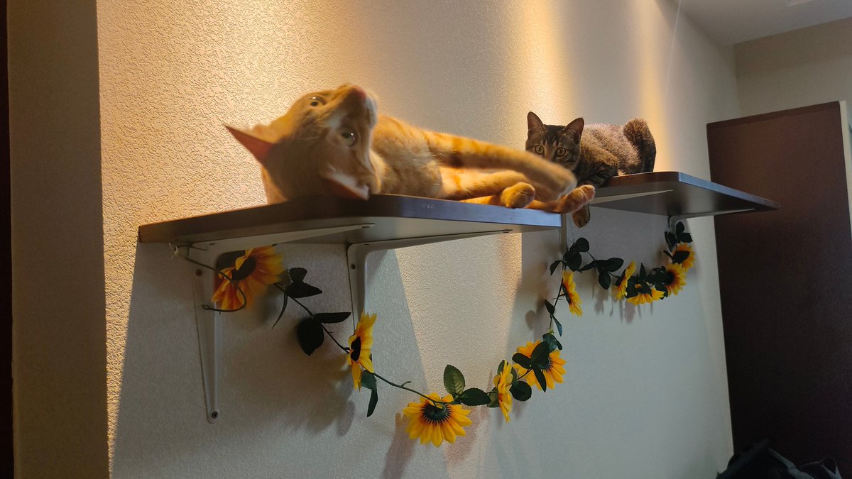 Dave Armstrong tweet media