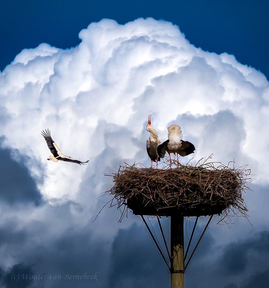 Wouter van Bernebeek tweet media