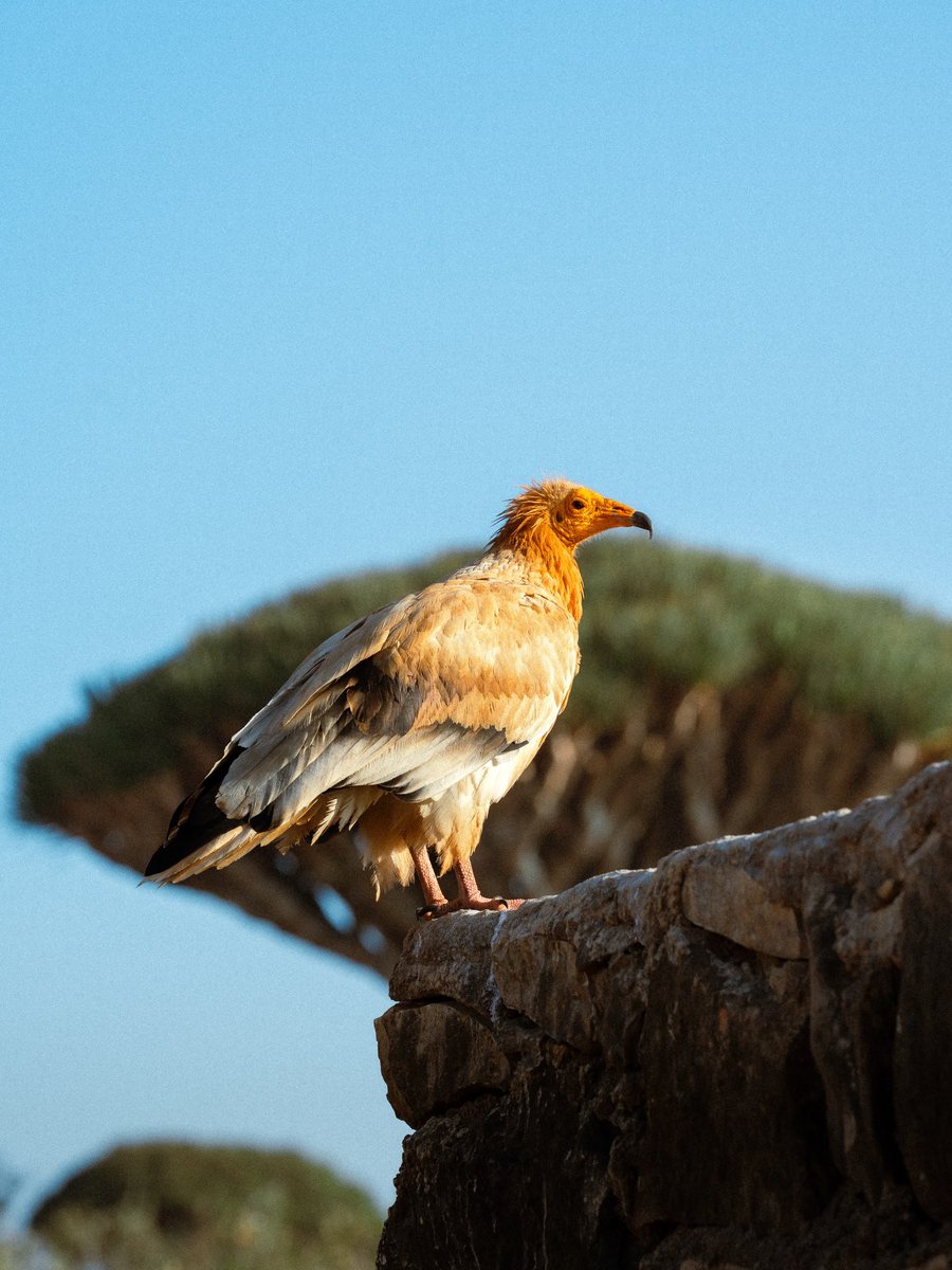 رحال tweet media