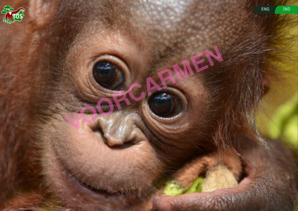 VOORCARMEN tweet media