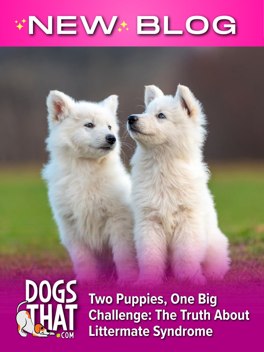 Susan Garrett tweet media