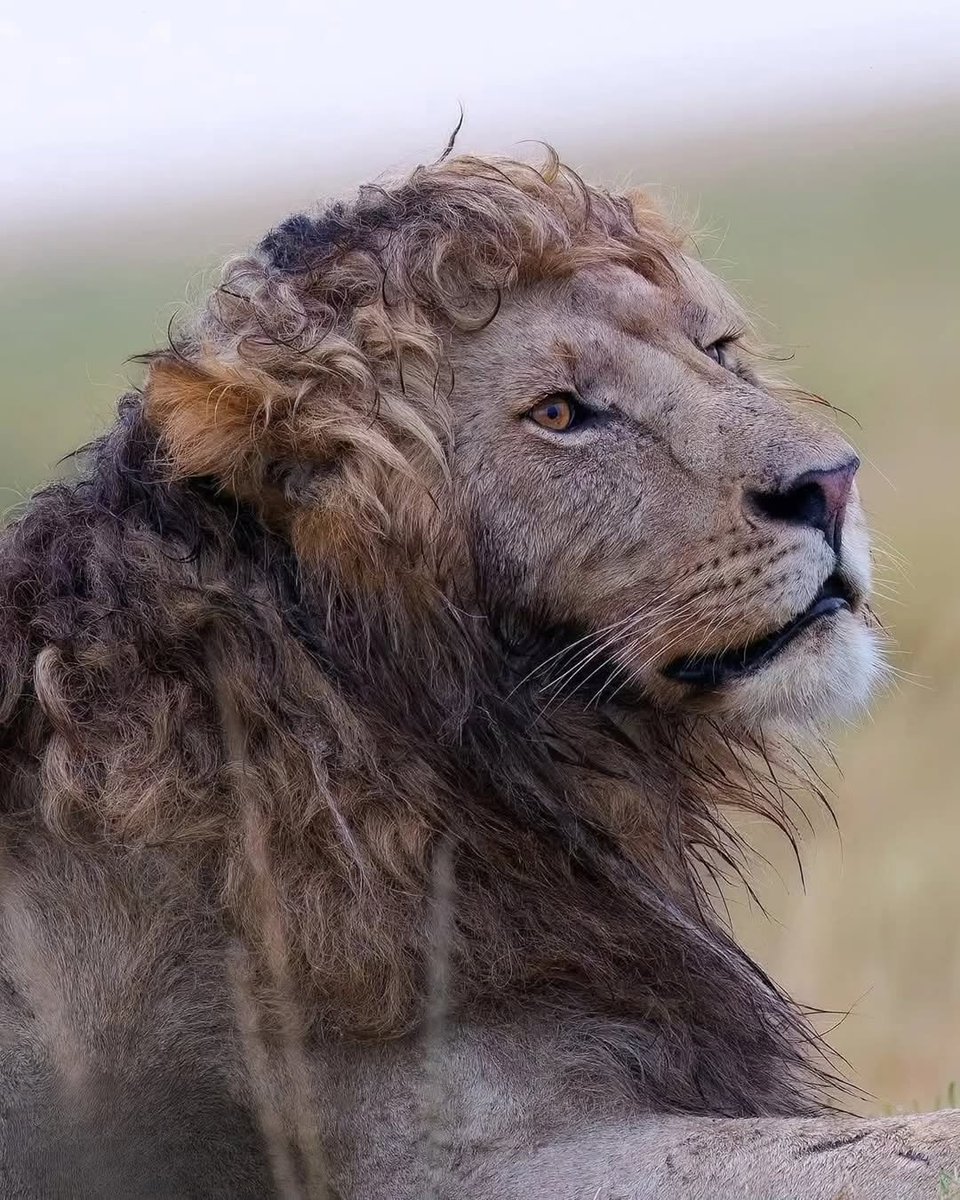 Nature Clips tweet media