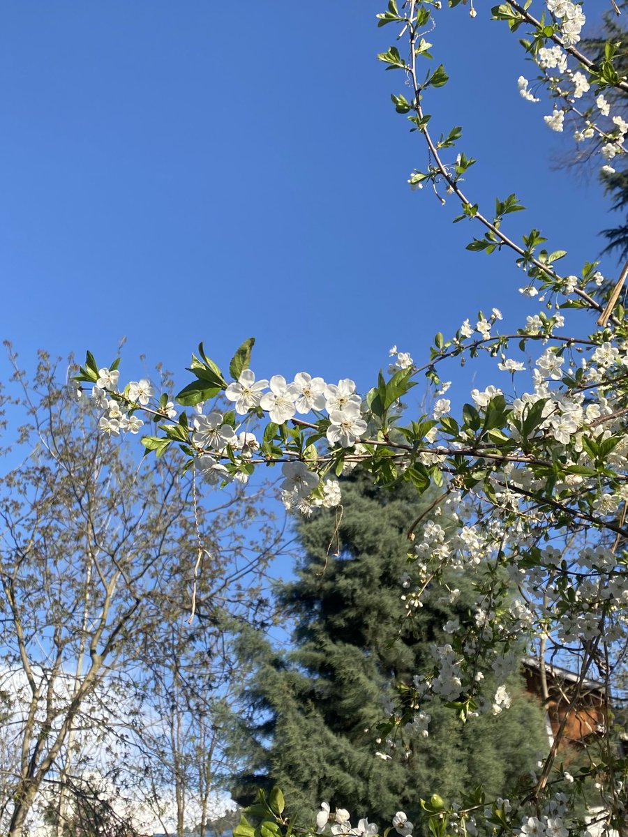 monadarling_ tweet media