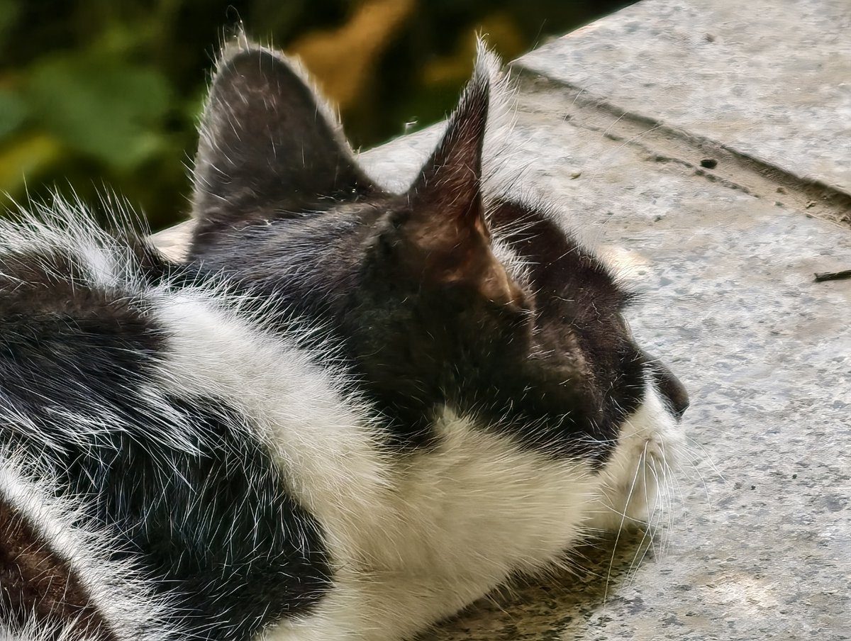 paul huamani gomez tweet media