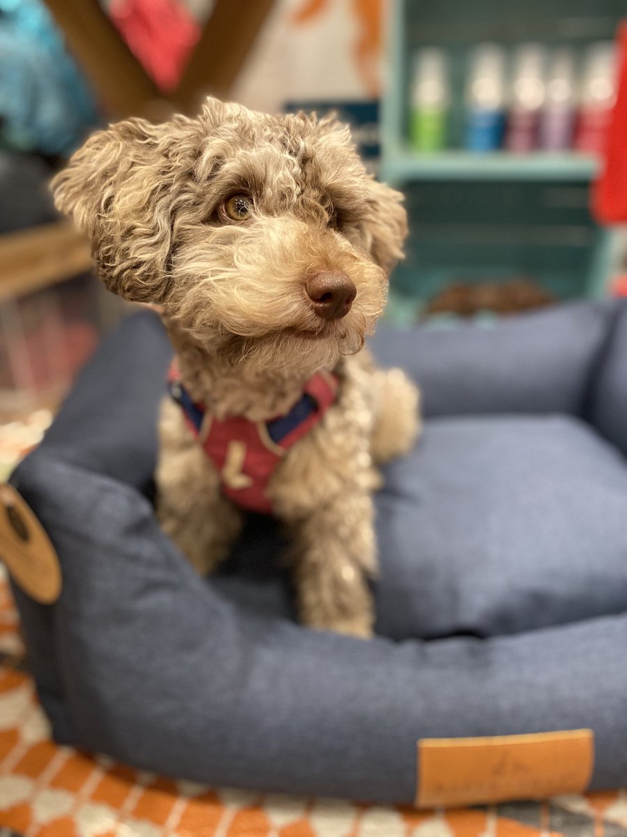 BeMoreBob tweet media