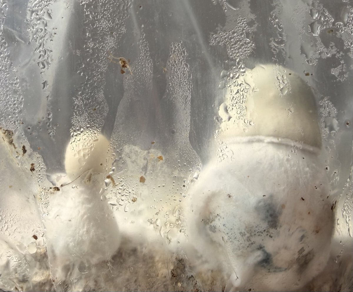 Tante Molotov ᶜ ᵃ ⁿ ⁿ ᵃ ⁴ ² ⁰💭 tweet media