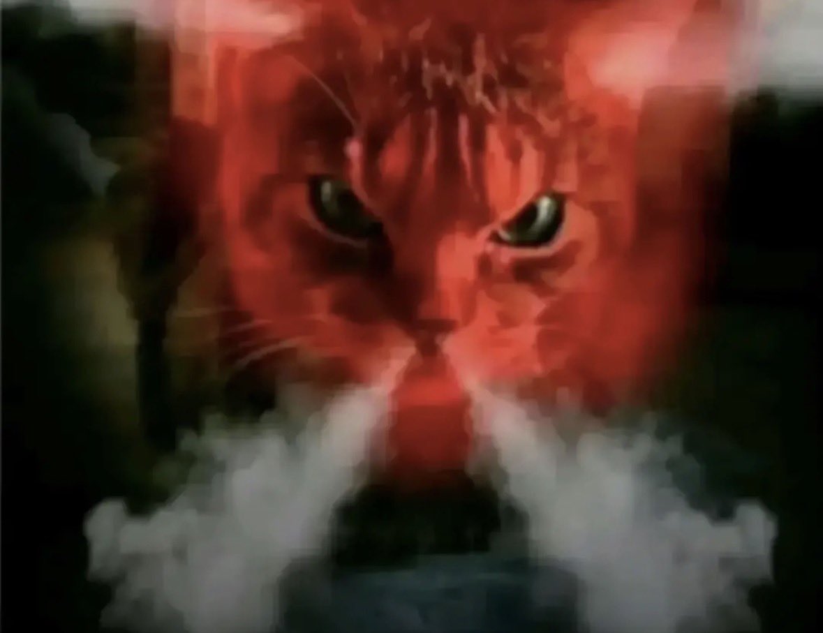 jackie poo tweet media