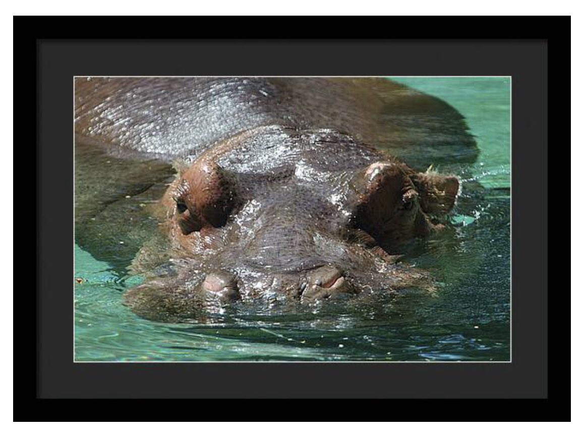 shonna99784's tweet image. Hippo Relaxing in Water - Framed Print shonnahawkinsphotography.com/featured/hippo…

#Hippo #Relaxing #Water #Hippopotamus #FramedPrint #BuyIntoArt #FineArt #HomeDecor #ShonnaHawkins