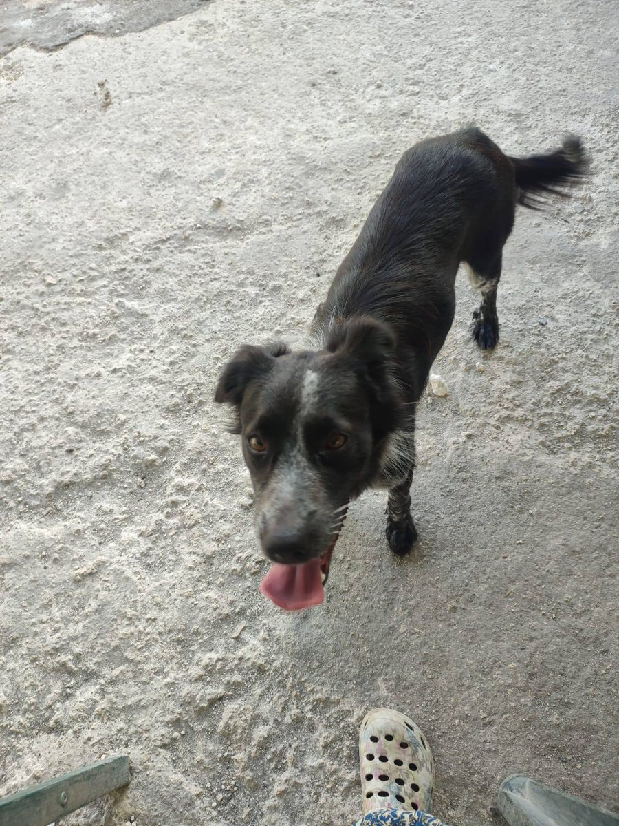 Guadeloupe Animaux tweet media