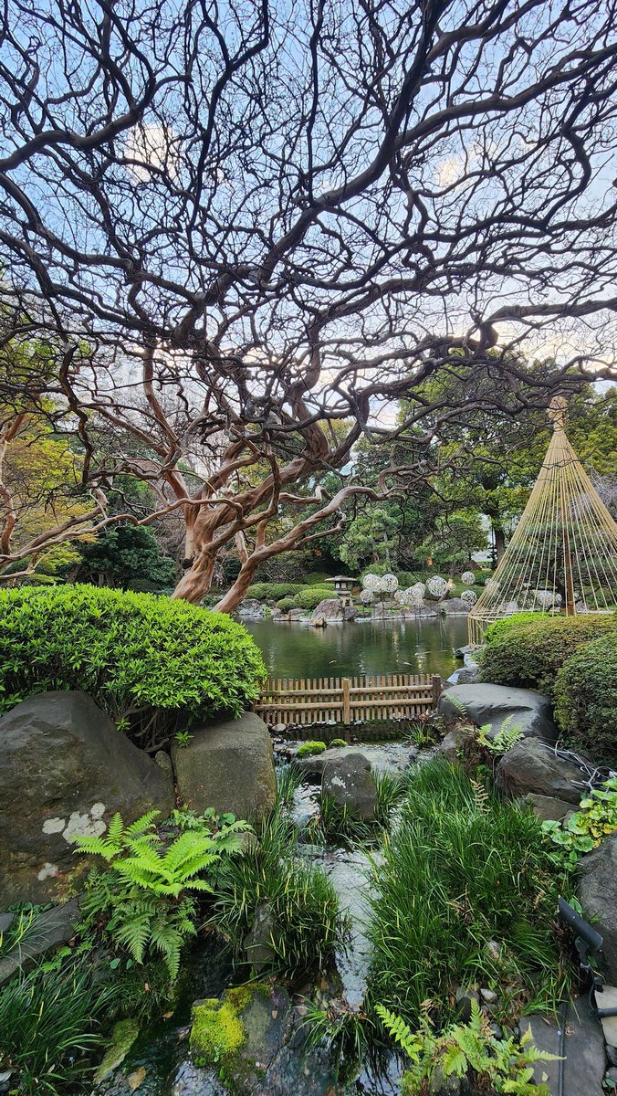flyerrrmilesJ's tweet photo. Found a pocket of spring zen in Tokyo 🌸 https://t.co/9oPLDMZiSm