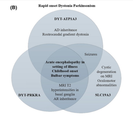 JackyGanguly's tweet image. Genetic differentials of Rapid onset Dystonia Parkinsonism: ATP1A3, SLC19A3 (BTBGD), PRKRA
@FearonConor @MDJ_Journal 
#neurotwitter doi.org/10.1002/mds.70…
