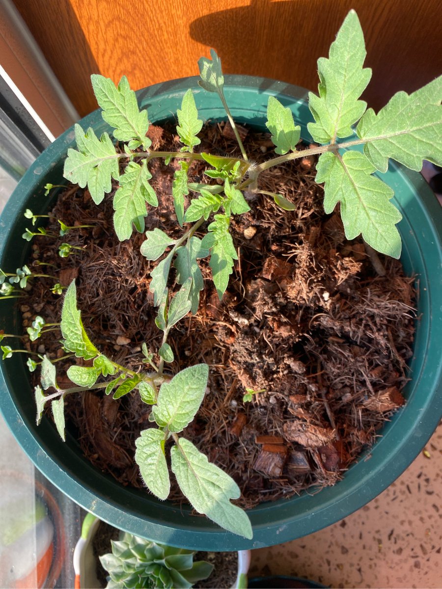 Tasman Tasmkou tweet media