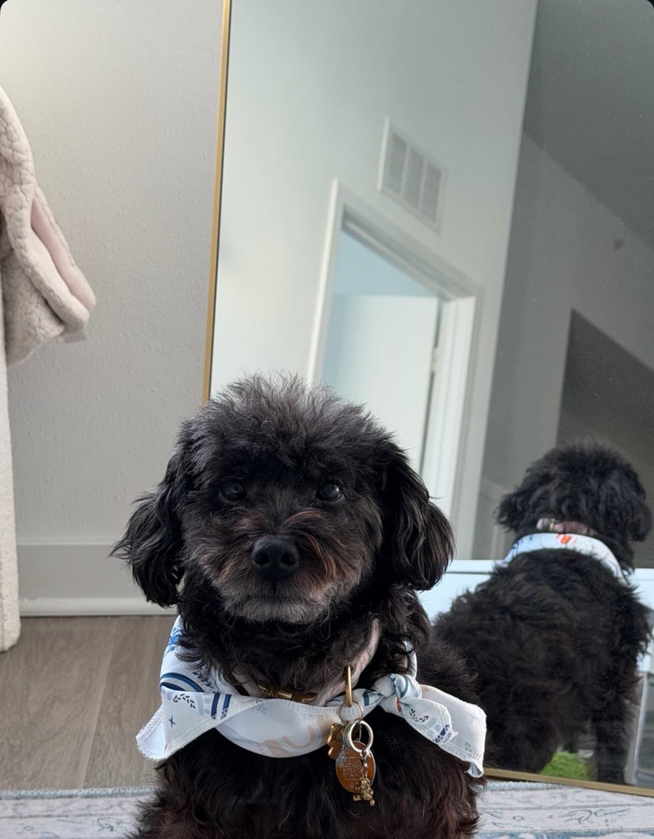 𝒞𝒽𝒶𝓇 𝗼𝘂 ℒℴ𝓉𝓉ℯ tweet media