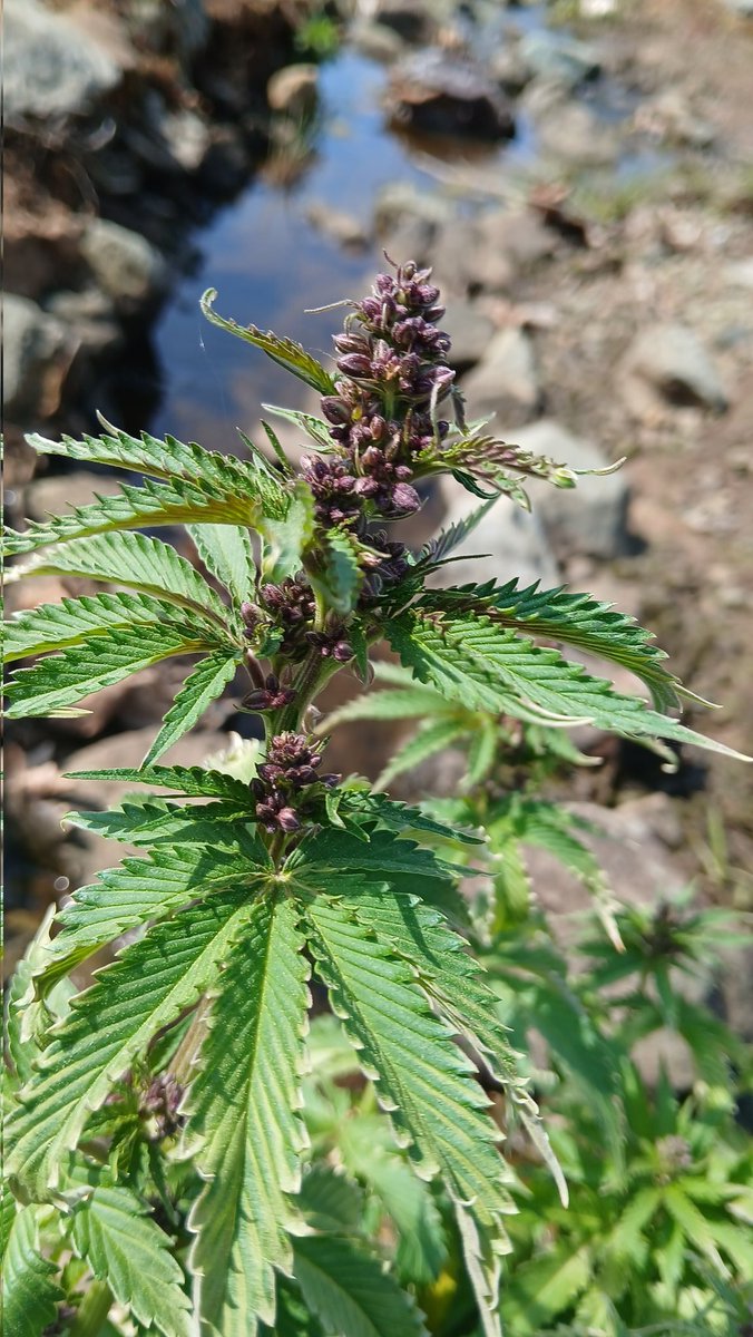 🌱匚卂尺乚口丅卄乇卂匚乇 🌱🇲🇽 tweet media