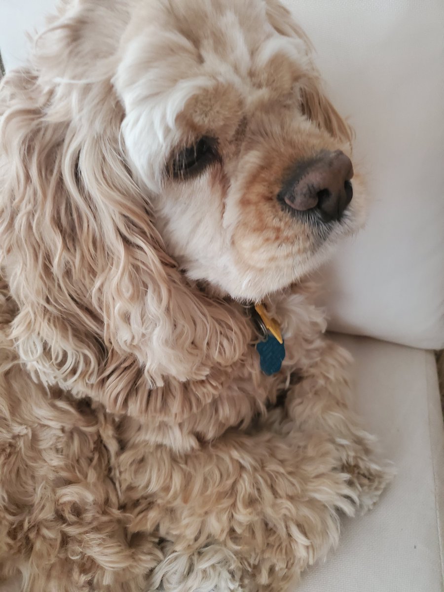 Drew Savicki tweet media