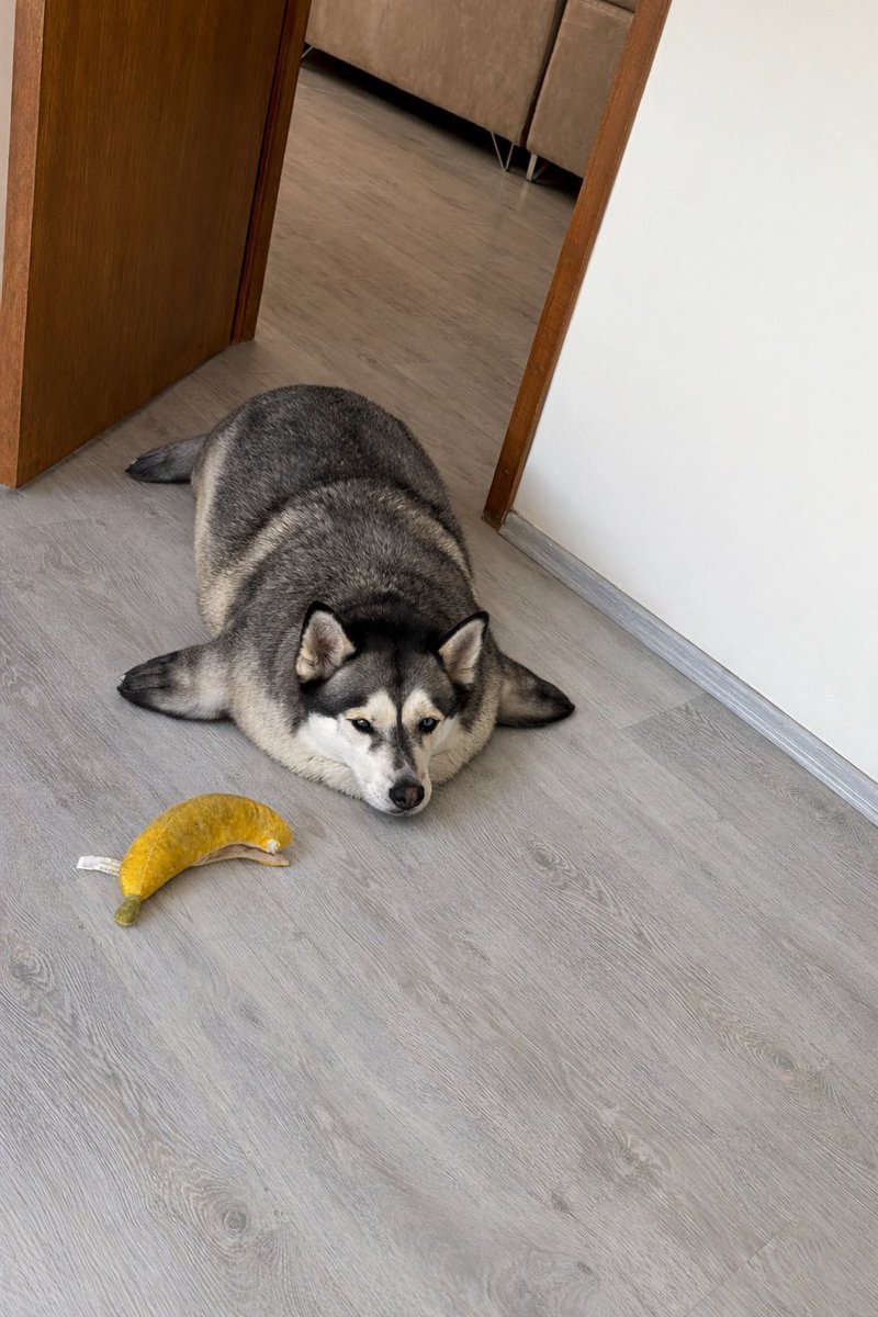 Abel Ixco fan account tweet media