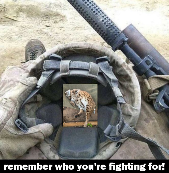 Nikolaj🇺🇦🇵🇸 tweet media