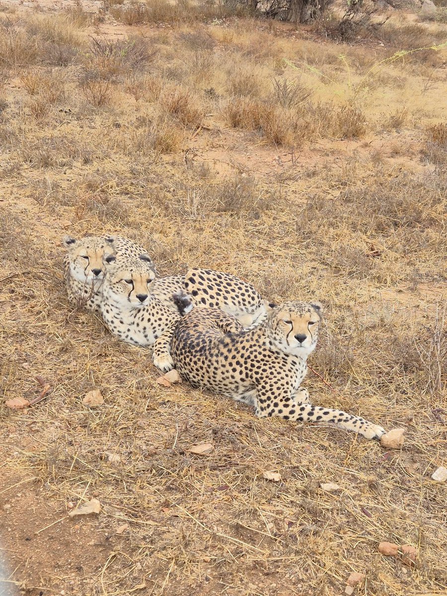Cheetah Conservation Fund tweet media