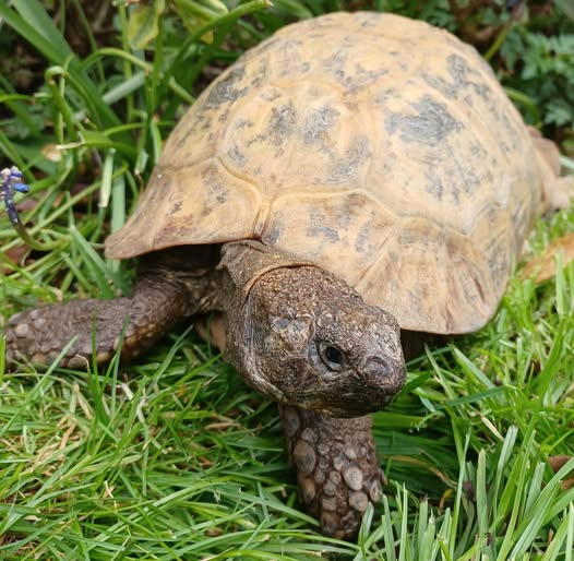 AlbertTortoise's tweet image. Grey day. This is #ALBERTthetortoise reporting chilly times. But did patrol. Bath + decent feed. HE is on his travels tomorrow to #bookshop #events... and our #ClocksGoForward (losing an hour #beauty sleep). Hope it's a good #weekend for you. #TakeCare AlbertTortoise.com