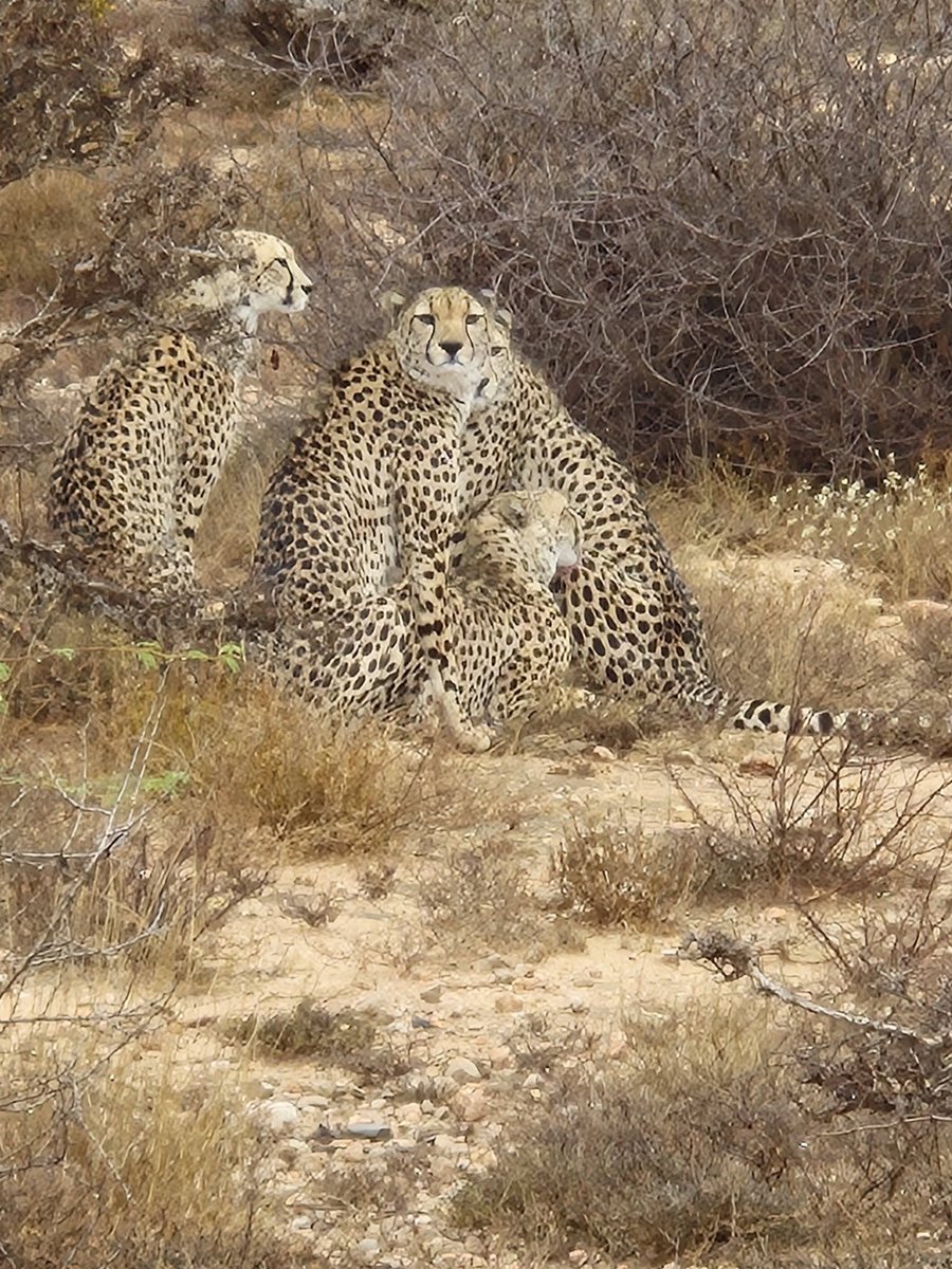 Cheetah Conservation Fund tweet media