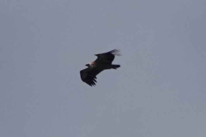 LeeWiseman2's tweet photo. 3 new species and actually got photos of all them for a change. Desert Finch, Griffon Vulture and Isabelline Shrike. Cyprus continues to deliver. https://t.co/lyXAwdpAv5