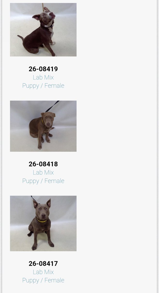 Maple 🐕 🎹 🎸 💙 tweet media