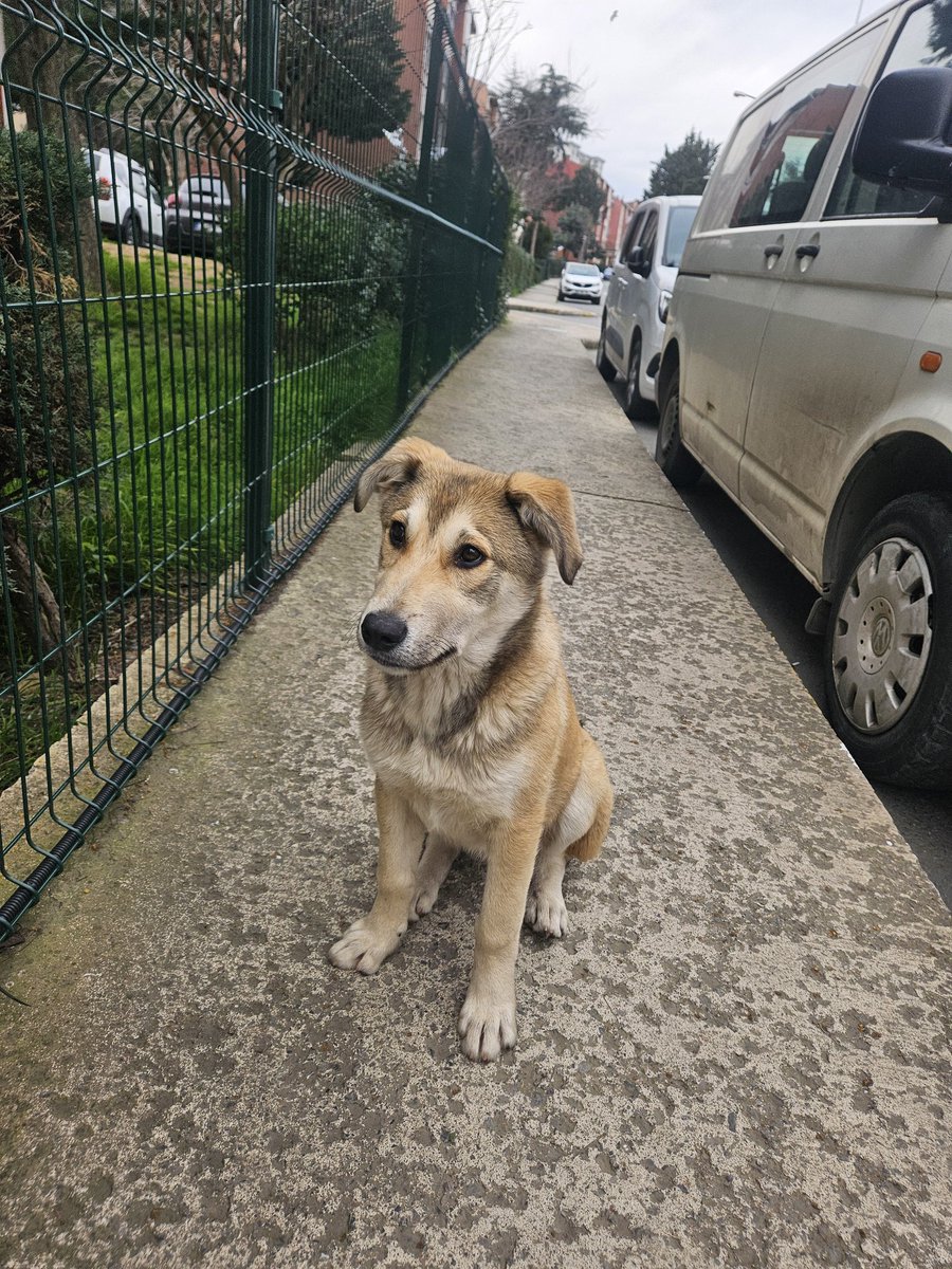 Yasemin, Uysal & Gülizar tweet media