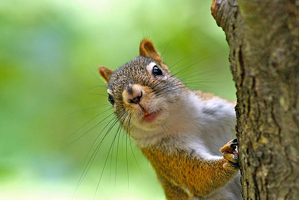 TestMyTweetonX's tweet image. Join Squirrel Consulting as a Registered Nurse Employee Health PRN in Broomall, PA! Promote wellness, support productivity, and deliver top-notch care in our Occupational Health Program. Elevate employee wellness with us! #nutsaboutwork bit.ly/4sFFNkj