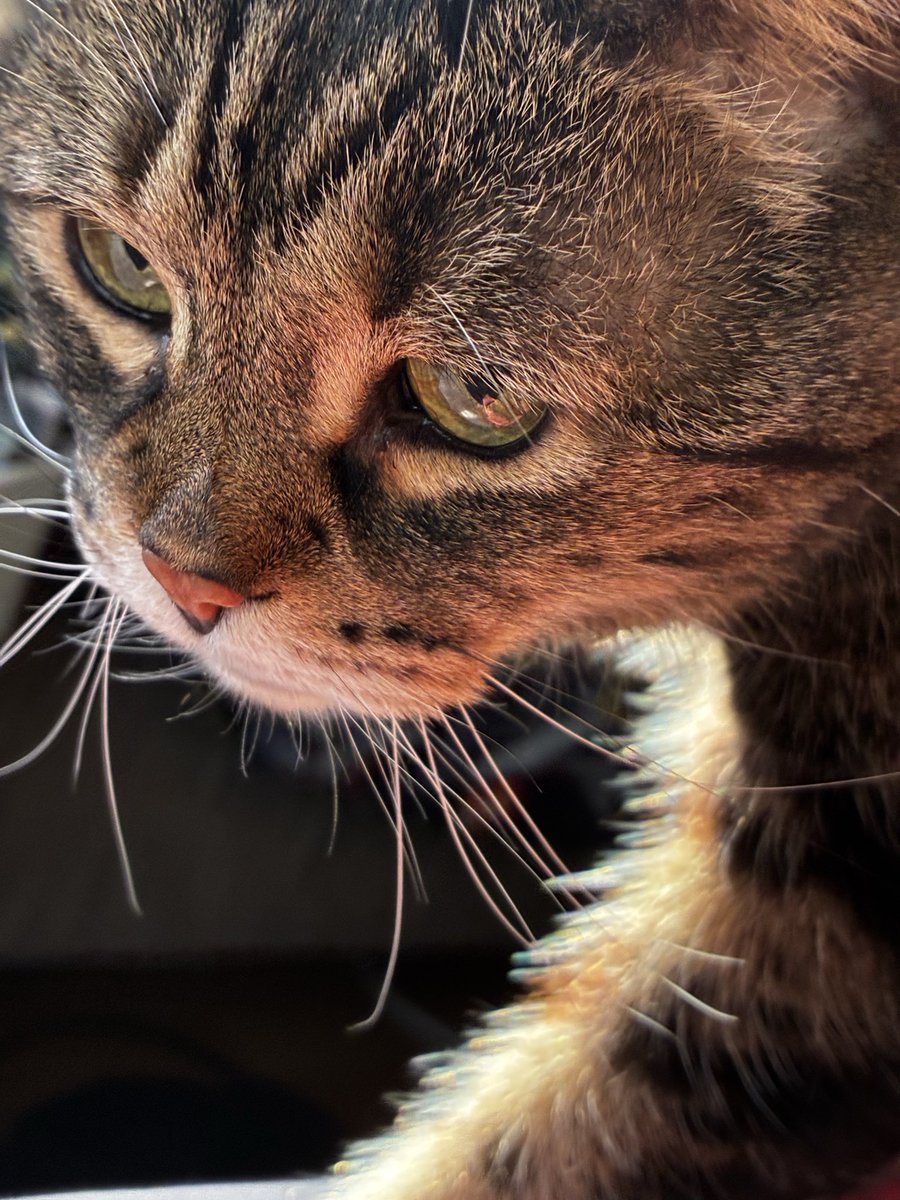 joseph 🐯 tweet media