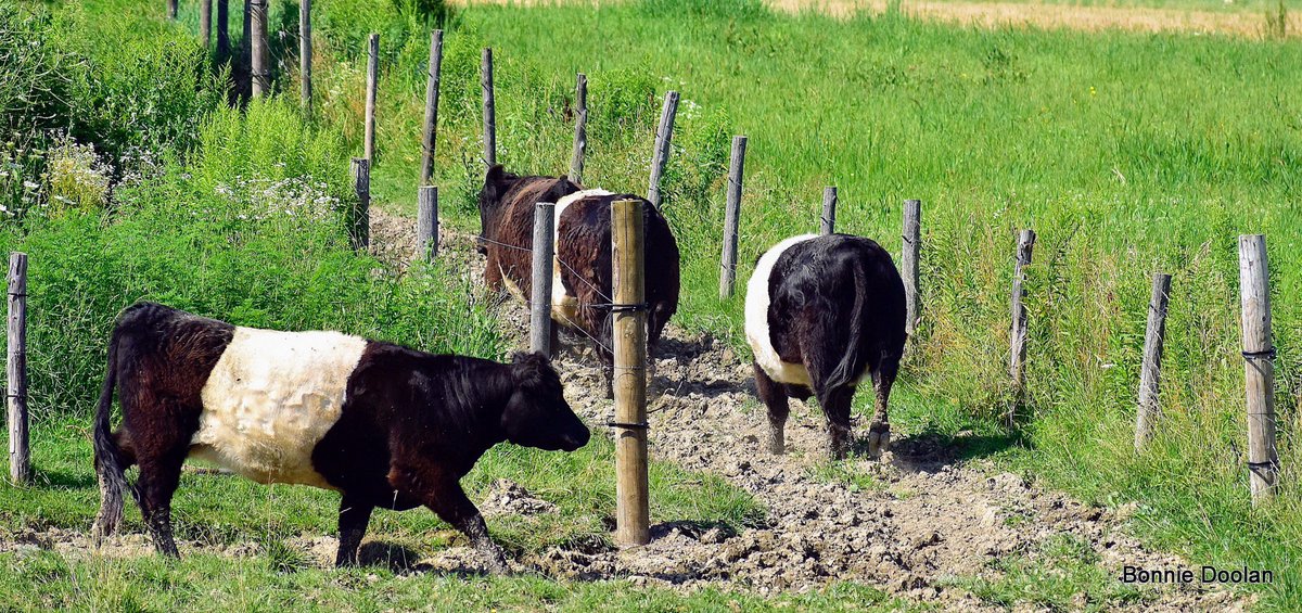 BonnieDool5t's tweet image. Some cows to enjoy for #FencePostFriday #Cows