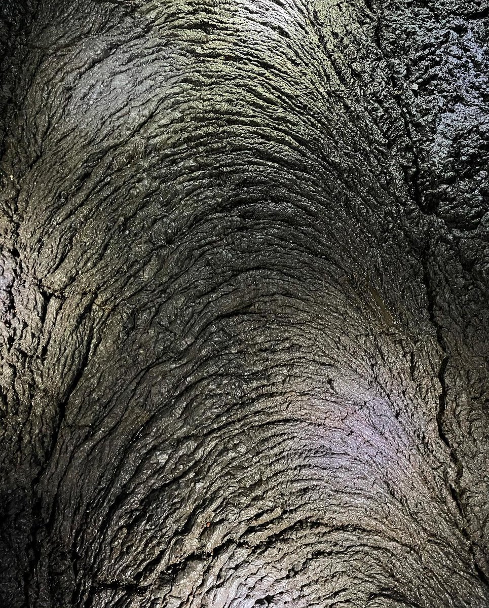 Olivia Rose tweet media