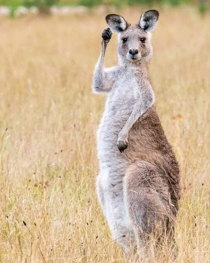 Théotime 35 tweet media